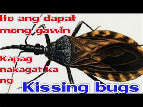 kissing bug in tagalog|Gamot sa Kagat ng Kissing Bugs.